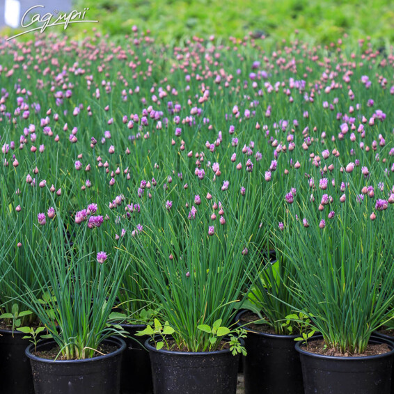 Лук Шнитт - 6