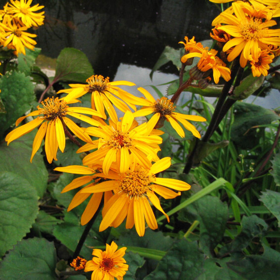 Бузульник зубчатый 'Othello' - 9