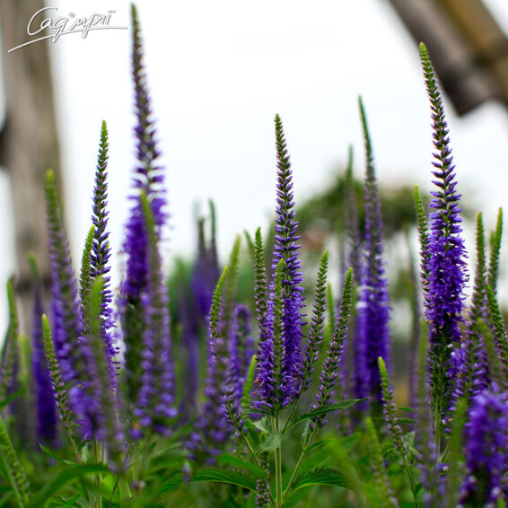 Вероника колосковая 'Blue Indigo' - 1 Вероника колосковая 'Blue Indigo' - 1