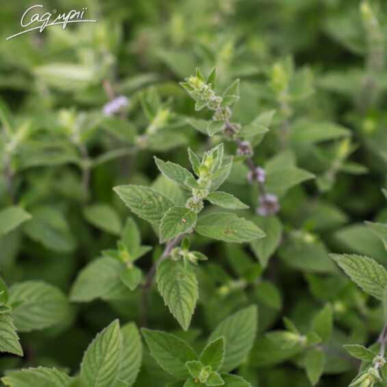 М'ята духмяна, C3 - - 2