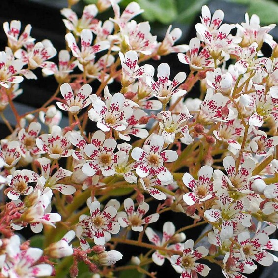 Камнеломка котиледон #1, p9 - - 2