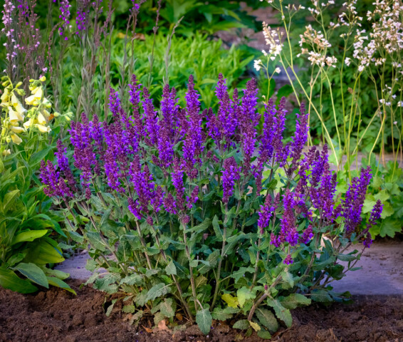 Шавлія лісова Bazuin® ‘Dark Night’ - 4