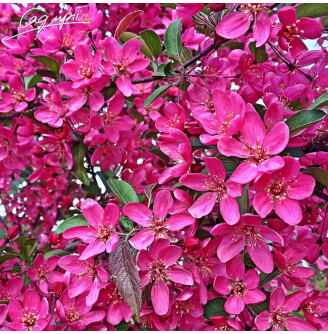 Яблуня 'Liset'