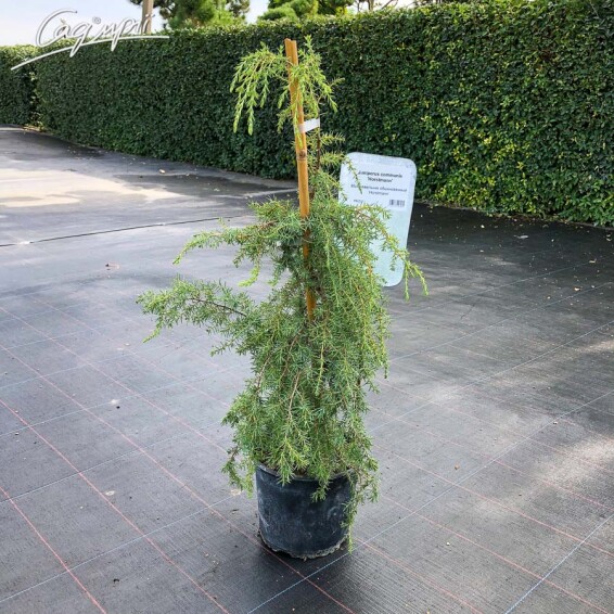 Ялівець звичайний 'Horstmann' #1, C20 150-175 - 3