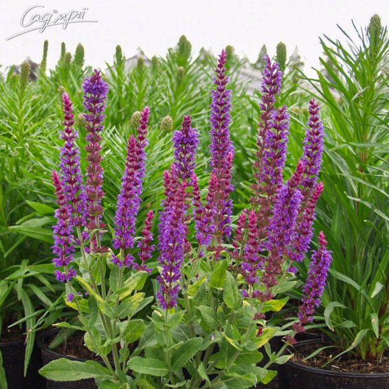 Шалфей дубравный 'Ost Friesland' - 1