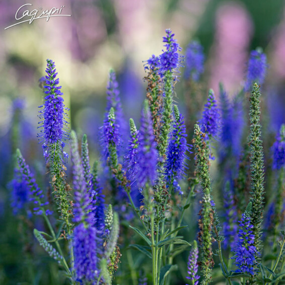 Вероника колосковая 'Younique Baby Blue ' ® PBR - 1