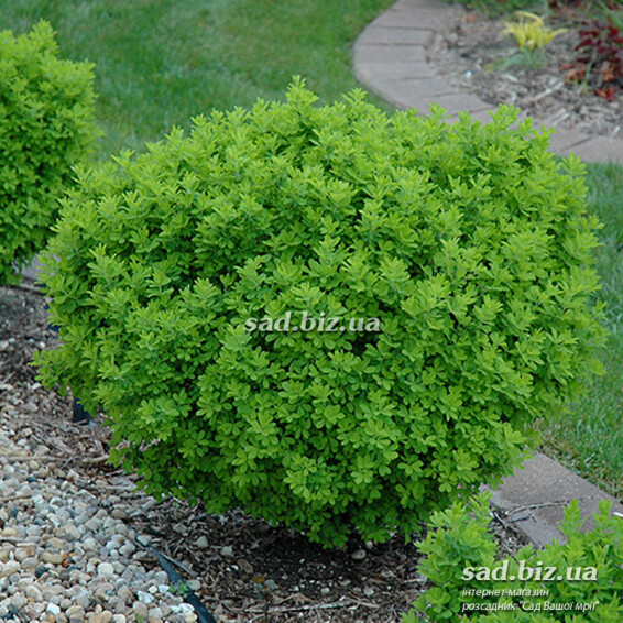 Карагана кустарниковая 'Globosa' - 1 Карагана кустарниковая 'Globosa' - 1