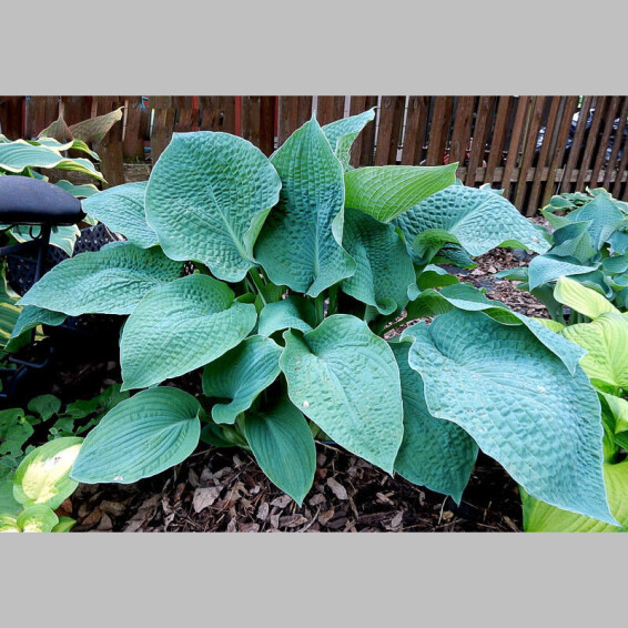 Хоста 'True Blue', C3 - - 1