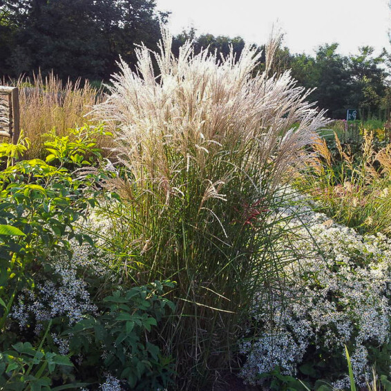 Міскантус китайський 'Kleine Fontane', C3 - - 10