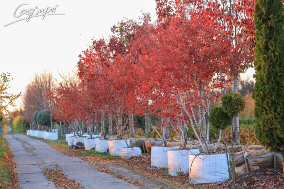 Ирга Ламарка #7, WRB MST - - - 13 Ирга Ламарка #7, WRB MST - - - 13