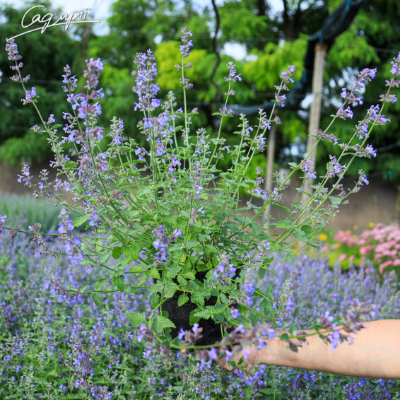 Котовник Фассена 'Walker's Low' #2, C2 - - 1