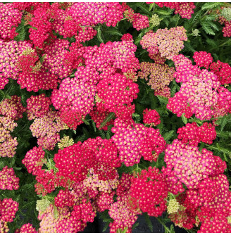 Деревій гібридний 'Pretty Woman'