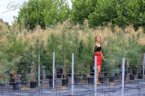 Тамарикс гіллястий 'Rubra' - 4