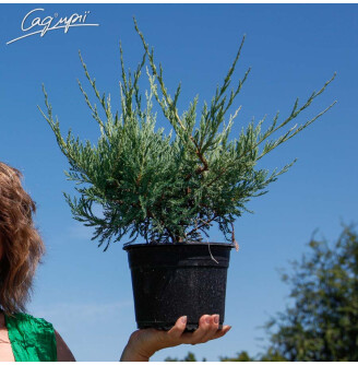 Можжевельник горизонтальный 'Hughes'