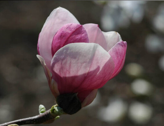 Магнолия Суланжа 'Lennei' - 2