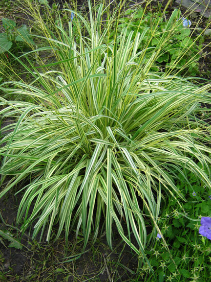 Молінія блакитна 'Variegata' - 2