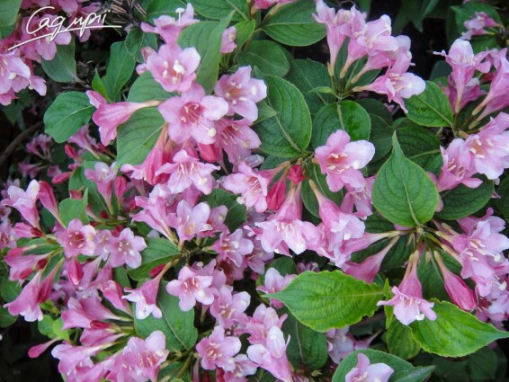 Вейгела 'Feline Courtamon' - 1