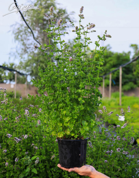 М'ята духмяна 'Apple Mint' - 5