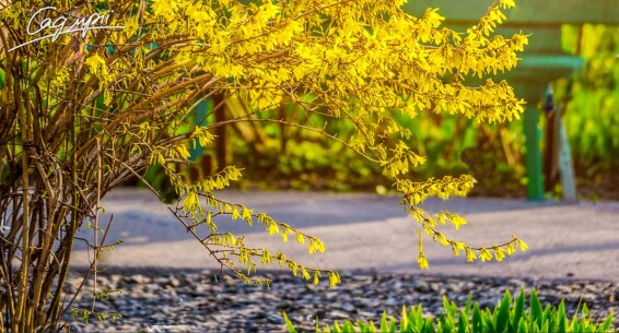 Форзиция средняя 'Lynwood' - 2