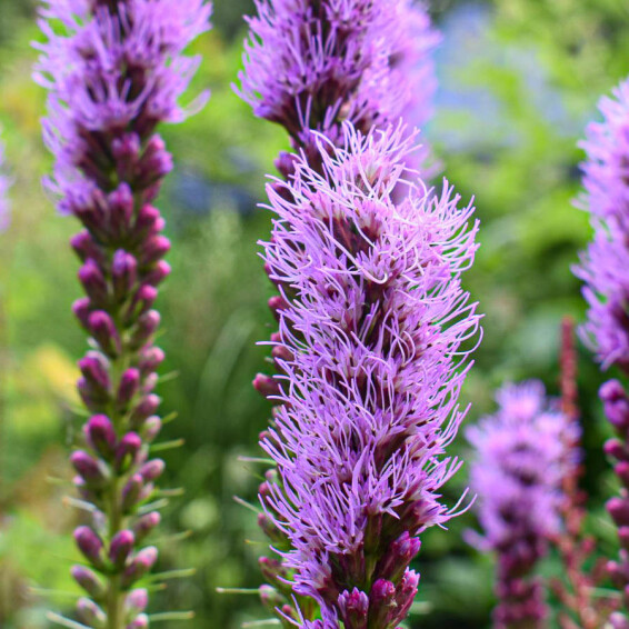 Ліатріс колосковий 'Floristan Violet', Р9 - - 7 Ліатріс колосковий 'Floristan Violet', Р9 - - 7