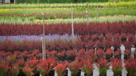 Парк в Синельниково – центр для создания нового города