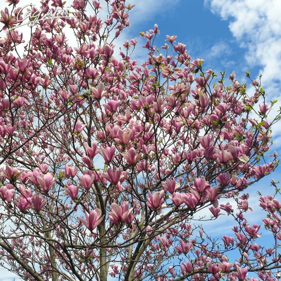 Магнолія Суланжа - 5