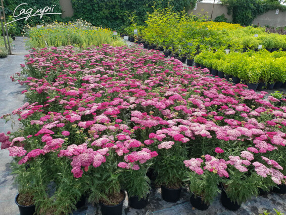 Деревій звичайний 'Saucy Seduction' - 7 Деревій звичайний 'Saucy Seduction' - 7