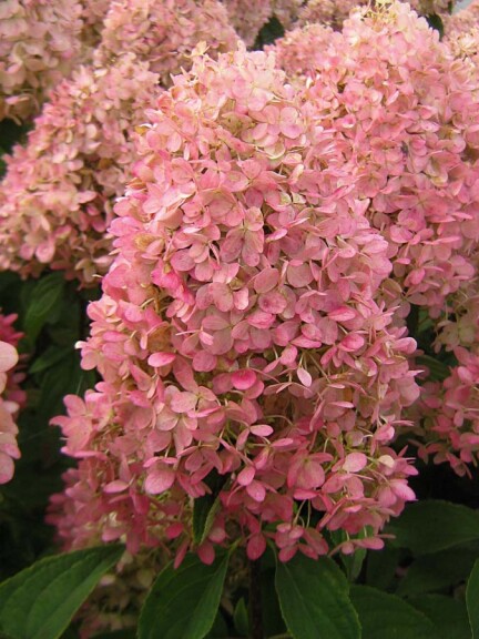 Гортензія волотиста 'Magical Candle'® - 4