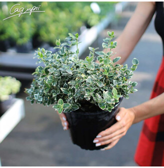 Бересклет Форчуна 'Emerald Gaiety'