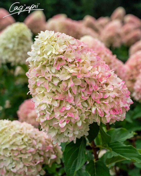 Гортензія волотиста 'Summer Love' - 6