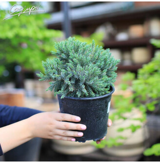 Можжевельник чешуйчатый 'Blue Star'