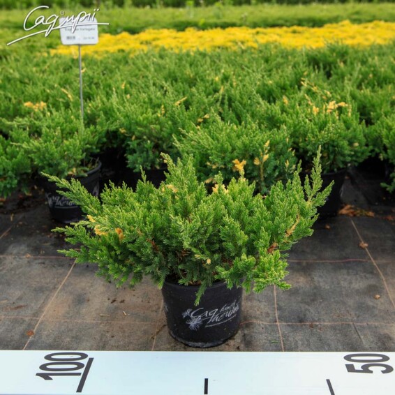 Можжевельник китайский 'Expansa Variegata' - 1