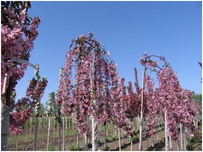 Райська яблуня - чарівність і користь