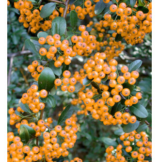 Піраканта 'Teton'