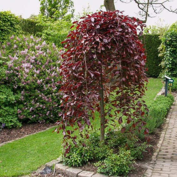 Бук лісовий 'Purpurea Pendula', C25 6--8 200-225 St. 150-175 - 4