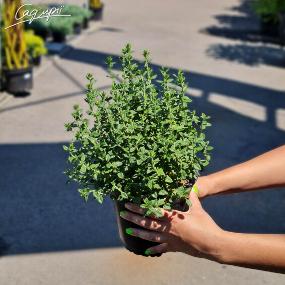 Дубровник світлий, p9 - - 3