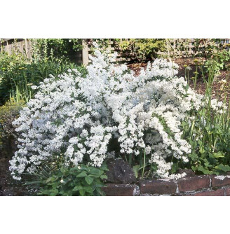 Дейція витончена