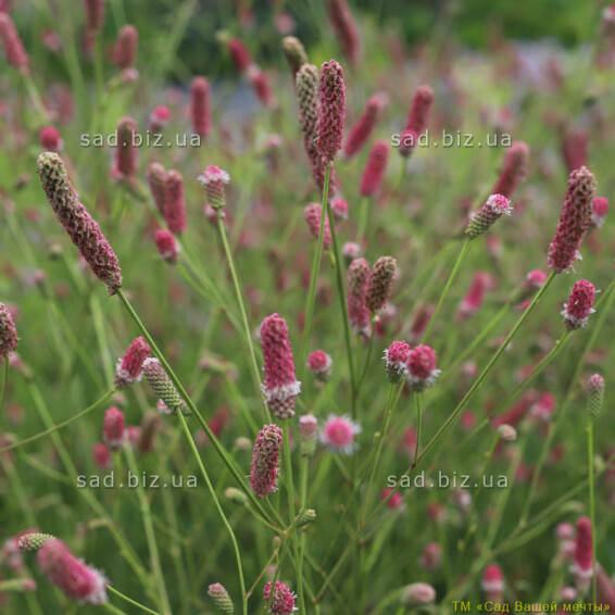 Кровохлебка лікарська 'Pink Tanna' - 1 Кровохлебка лікарська 'Pink Tanna' - 1