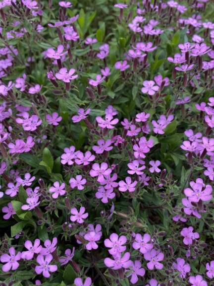 Мыльнянка базиликолистная #1, Р9 - - 5