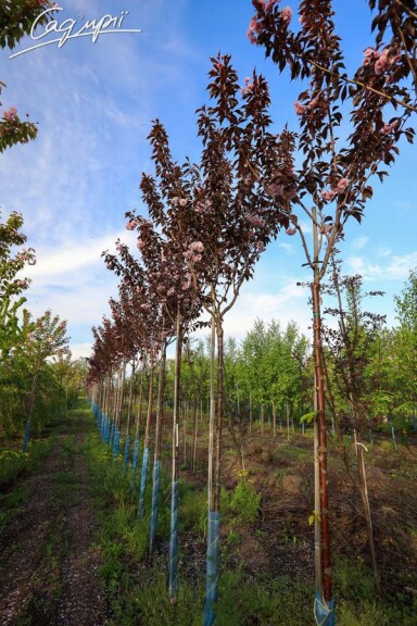 Сакура дрібнозубчаста 'Royal Burgundy' #18, WRB 18--20 350-400 St. 200-225 - 10