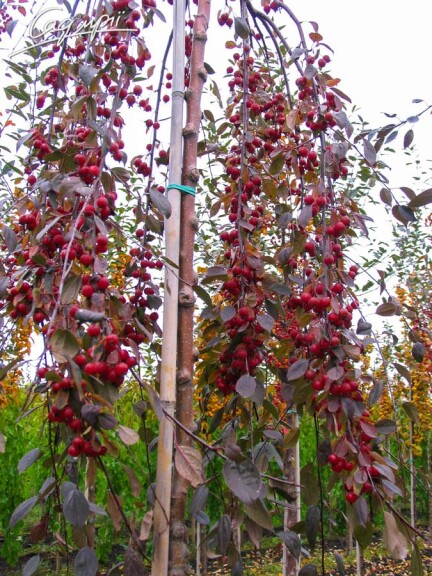 Яблоня плакучая 'Royal Beauty' #2, WRB 14--16 225-250 St. 200 - 7