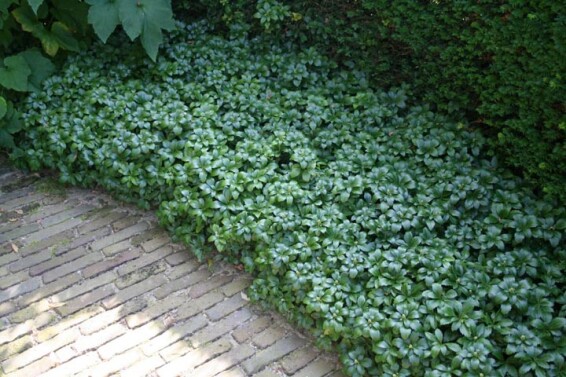 Пахизандра верхушечная 'Green Sheen' - 1 Пахизандра верхушечная 'Green Sheen' - 1