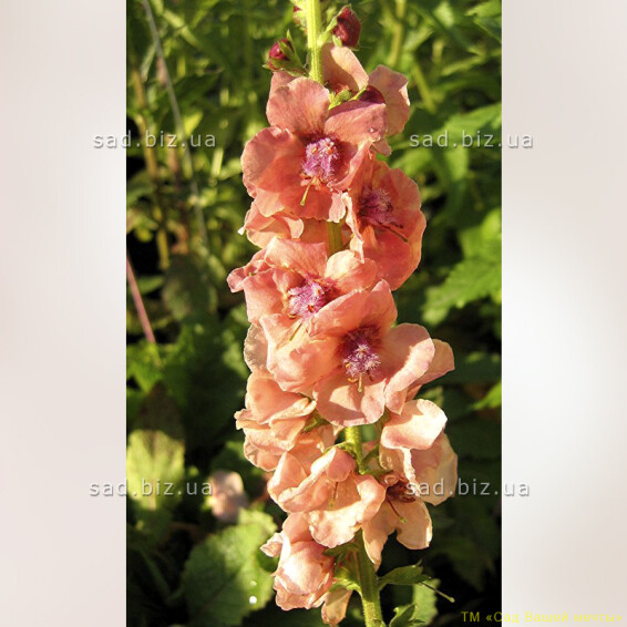 Коровяк фиолетовый 'Royal Highland' - 2