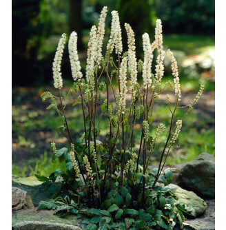 Циміцифуга гілляста 'Prichard's Giant'