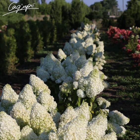 Гортензия метельчатая 'Magical Moonlight' ® - 9