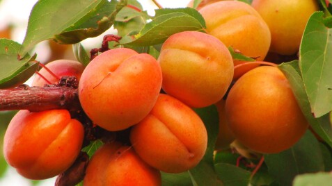 Потрібні плодові дерева?