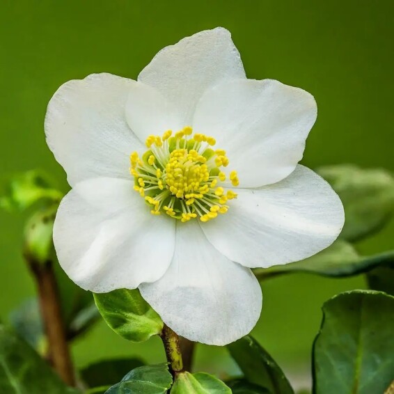 Чемерник чорний - 3