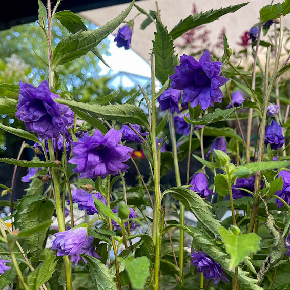 Дзвоник кропиволистий ‘Bernice’ #1, ГК - - 3