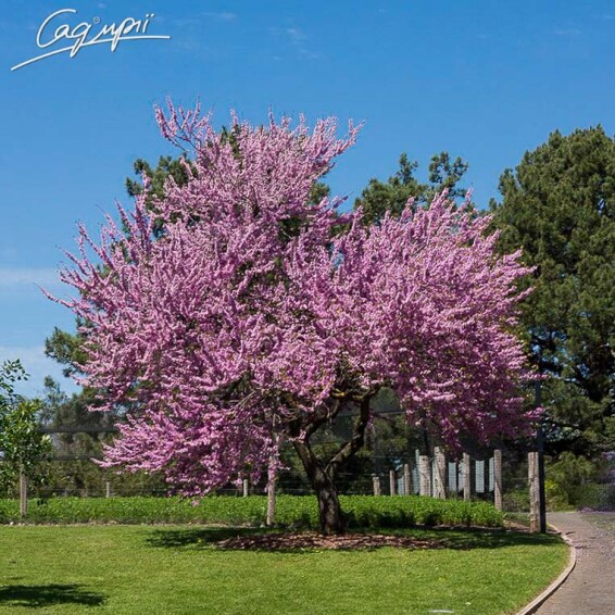 Церціс канадський #3, WRB - 200-250 - - 5