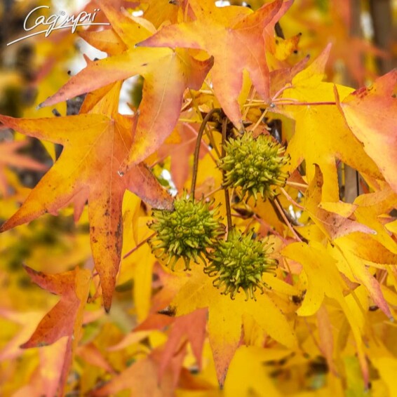 Ліквідамбар смолоносний 'Worplesdon' #5, WRB 12--14 300-350 St. 1/2 - 4
